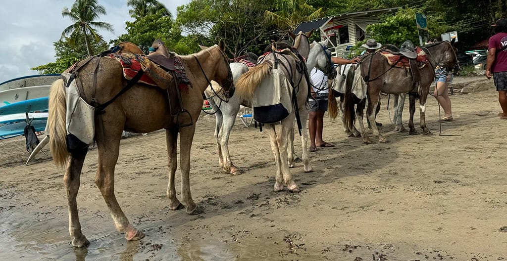 Horsback Riding in Tamarindo