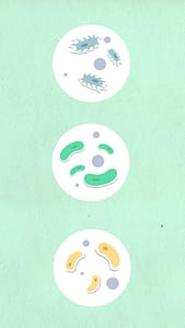 Illustration showing bacteria such as E. coli responsible for urinary tract infections