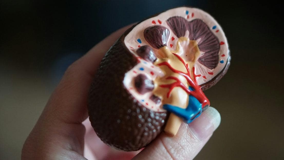 Close-up of a kidney anatomy model showing internal structures.